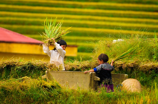 Tháng 9 này, đến Yên Bái thăm mùa vàng Mù Cang Chải